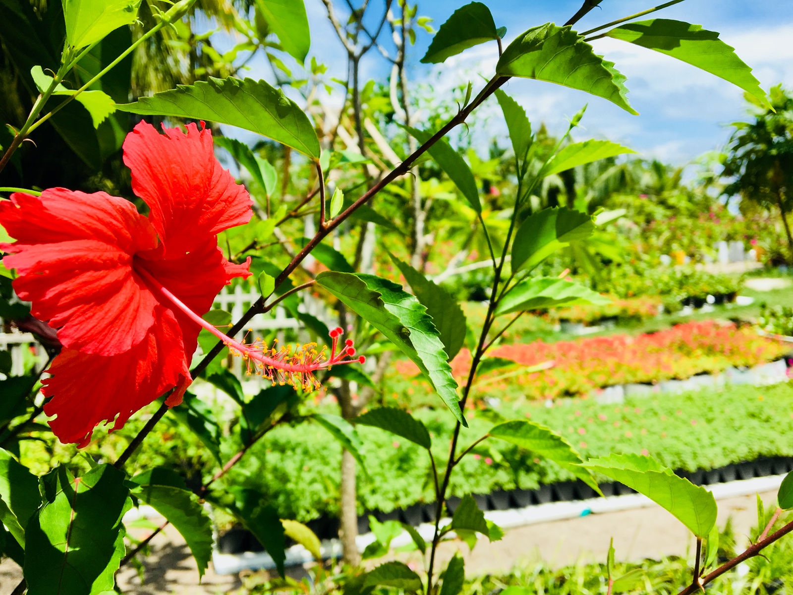 8A5C864C 42A2 4DB0 873E CDAE6B41D71F 1 201 a