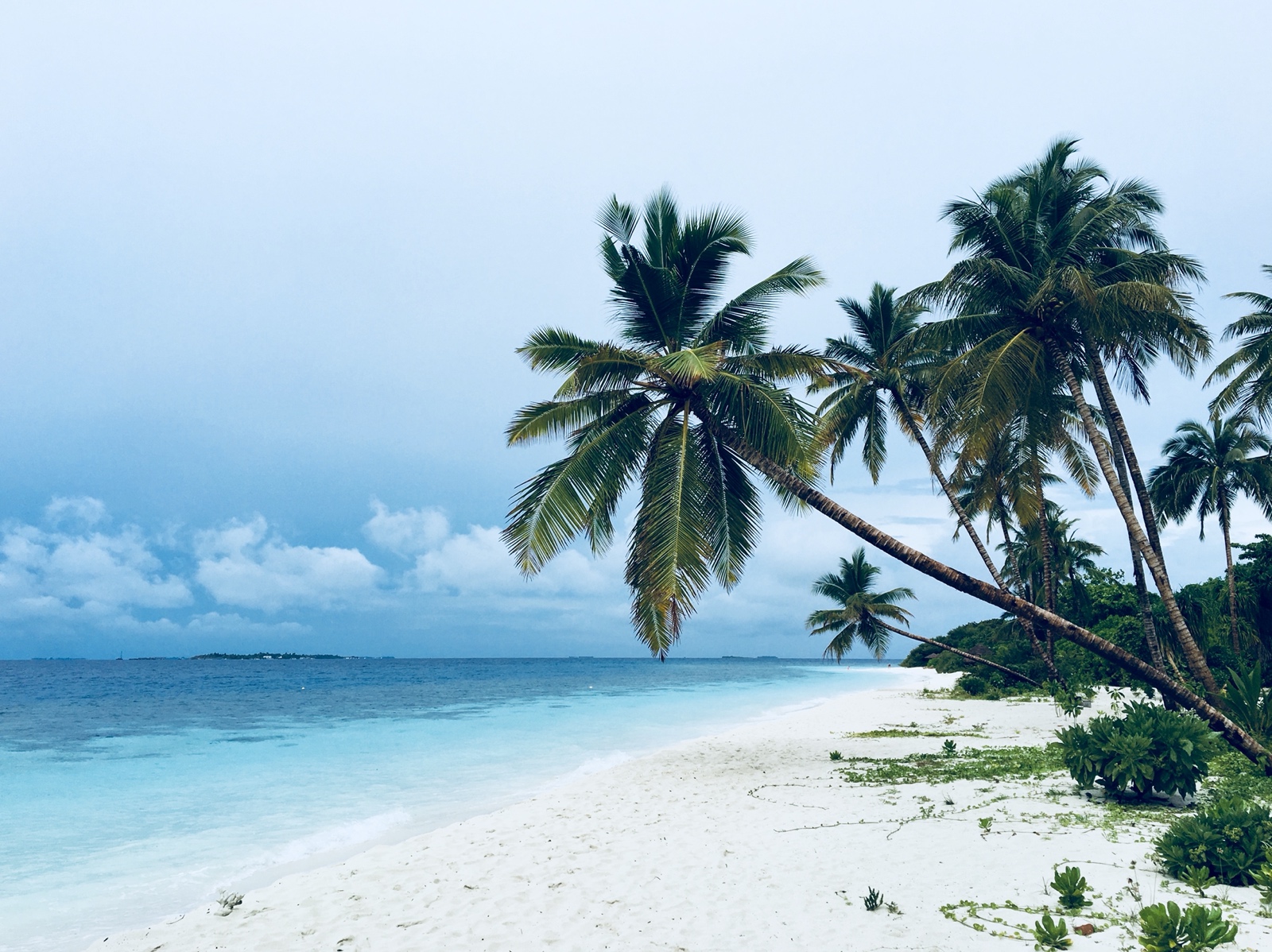 98377339 A099 4C83 8D0A 8DF26FF1EEE1 1 201 a